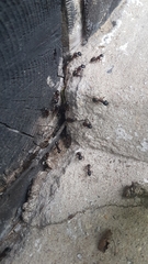 Camponotus ligniperda