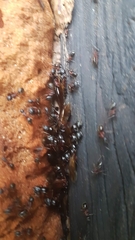 Camponotus ligniperda
