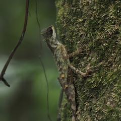 Acanthosaura meridiona