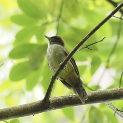 Iole viridescens cinnamomeoventris