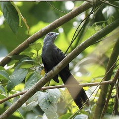 Phaenicophaeus diardi