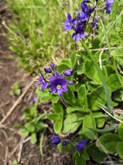 Veronica grandiflora