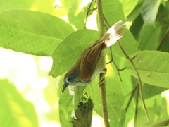 Cyanoderma erythropterum