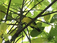 Aegithina lafresnayei