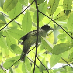 Iole viridescens cinnamomeoventris