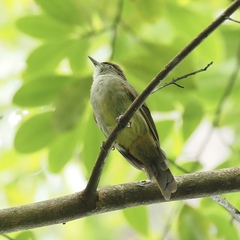 Iole viridescens cinnamomeoventris