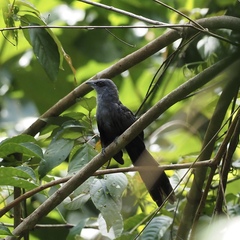 Phaenicophaeus diardi