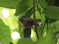 Cyanoderma erythropterum