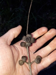 Eucalyptus baxteri
