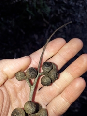 Eucalyptus baxteri