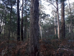 Eucalyptus baxteri