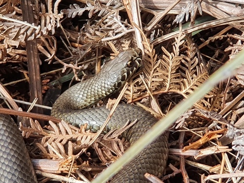 Photo of a Pygmy Copperhead (Austrelaps labialis)