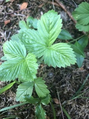 Fragaria vesca