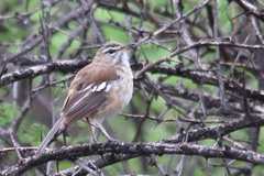 Cercotrichas leucophrys ovamboensis