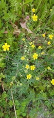 Potentilla argentea