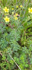 Potentilla argentea
