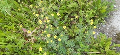 Potentilla argentea