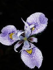 Moraea algoensis