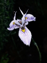 Moraea algoensis