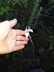Moraea algoensis