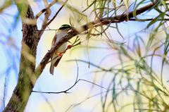 Melithreptus gularis