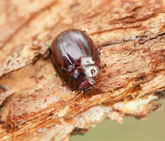 Paropsisterna octolineata