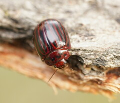 Paropsisterna octolineata