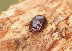 Paropsisterna octolineata