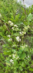 Galium mollugo