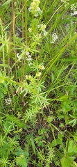 Galium mollugo