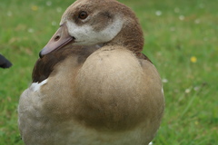 Alopochen aegyptiaca