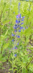 Echium vulgare