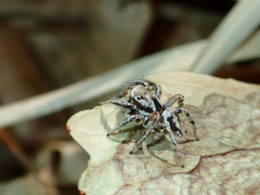 Habronattus formosus