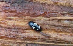 Glischrochilus quadriguttatus