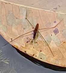 Limnometra