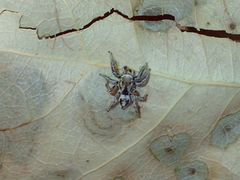 Habronattus formosus
