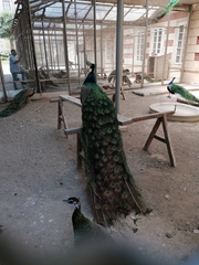Pavo cristatus