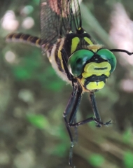 Cordulegaster boltonii