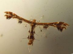 Geina periscelidactylus