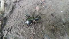 Liparus glabrirostris