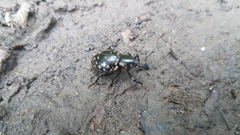 Liparus glabrirostris