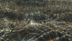 Cryptocentrus melanopus