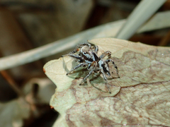 Habronattus formosus