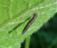 Coleophora paripennella