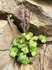 Romanzoffia unalaschcensis