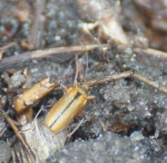 Cortodera humeralis