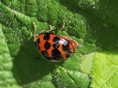 Harmonia axyridis