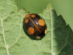 Harmonia axyridis