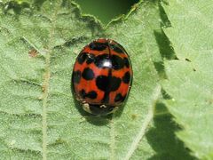 Harmonia axyridis