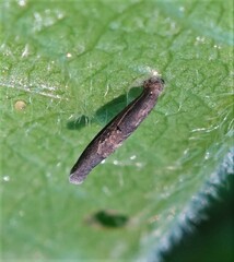 Coleophora paripennella